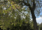 IMG_1750.jpeg