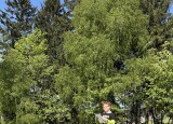 IMG_1929 (1).jpeg