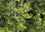 IMG_1780.jpeg