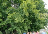 IMG_20250527_125649.jpg
