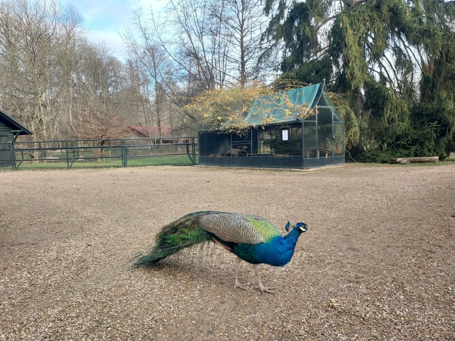 ZOO Častolovice.